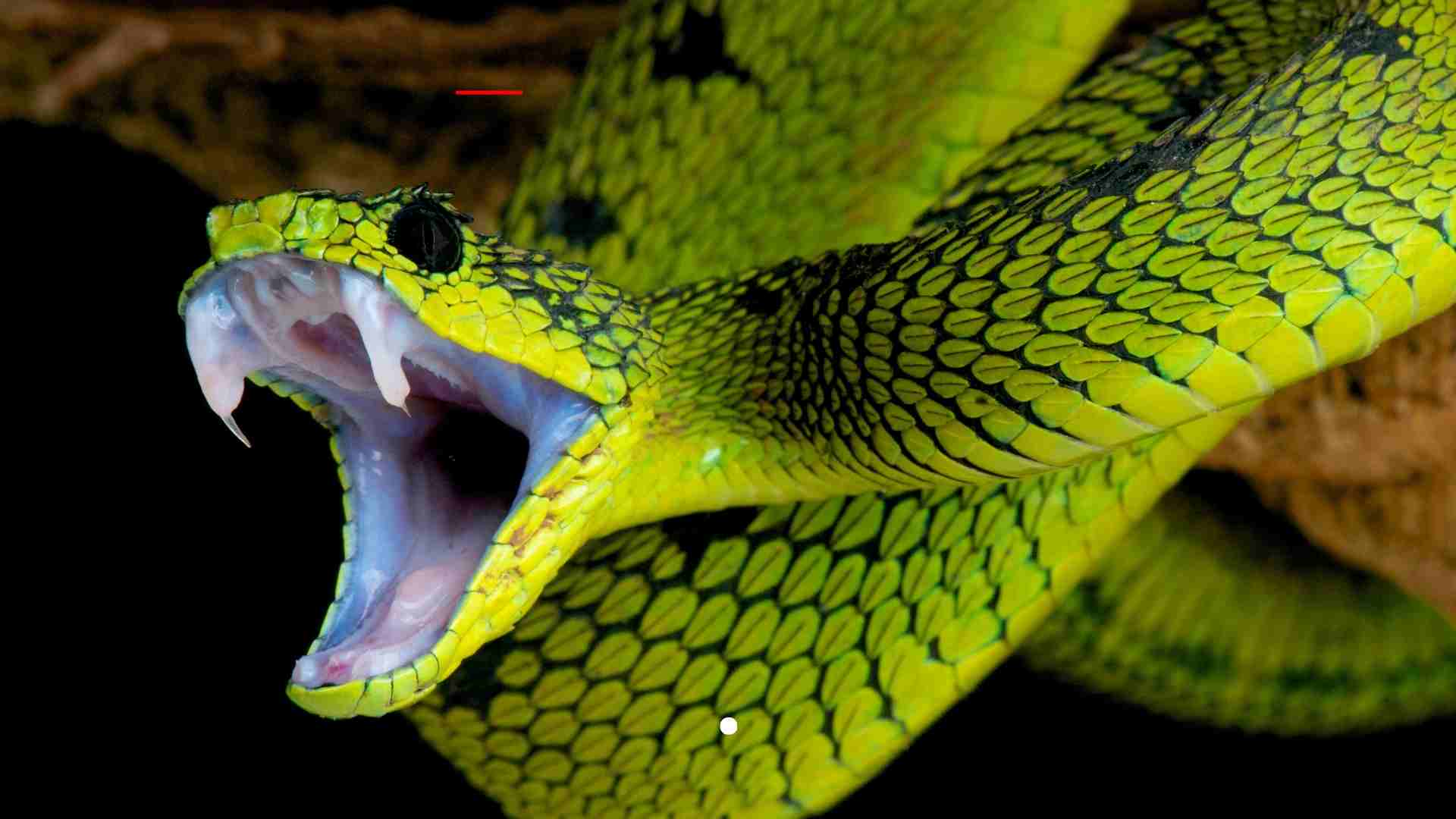 The Nostalgic Allure of the Snake Game on Google Chrome